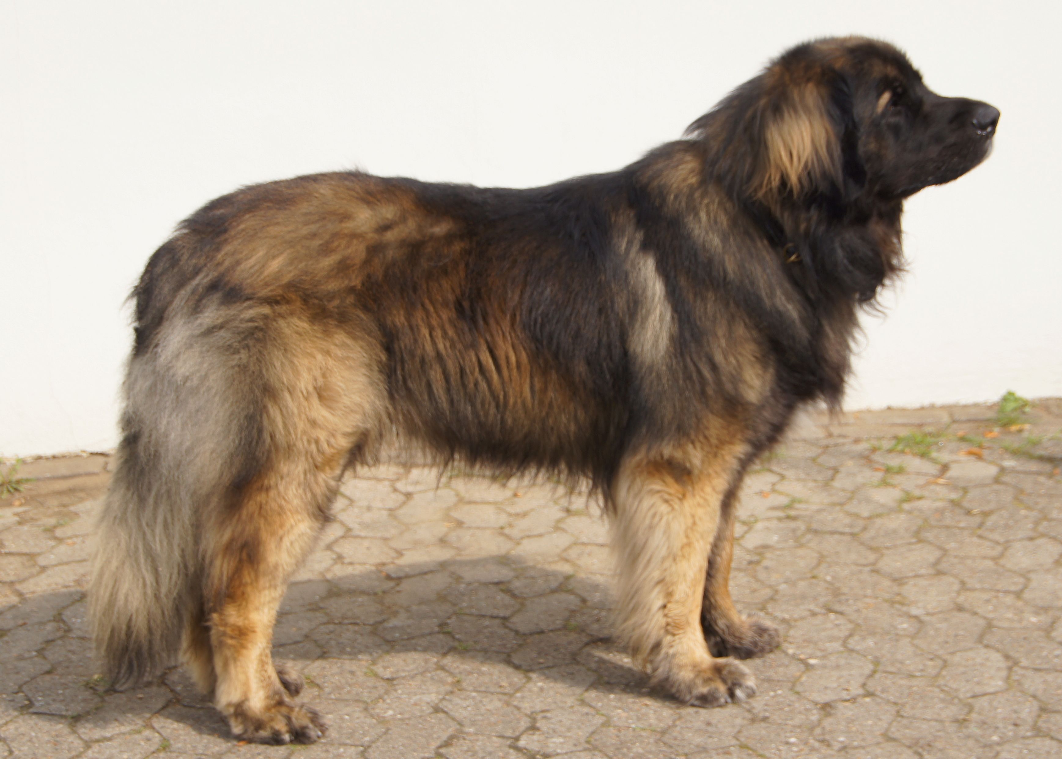 Warrior Rumpel King Grande Leonis