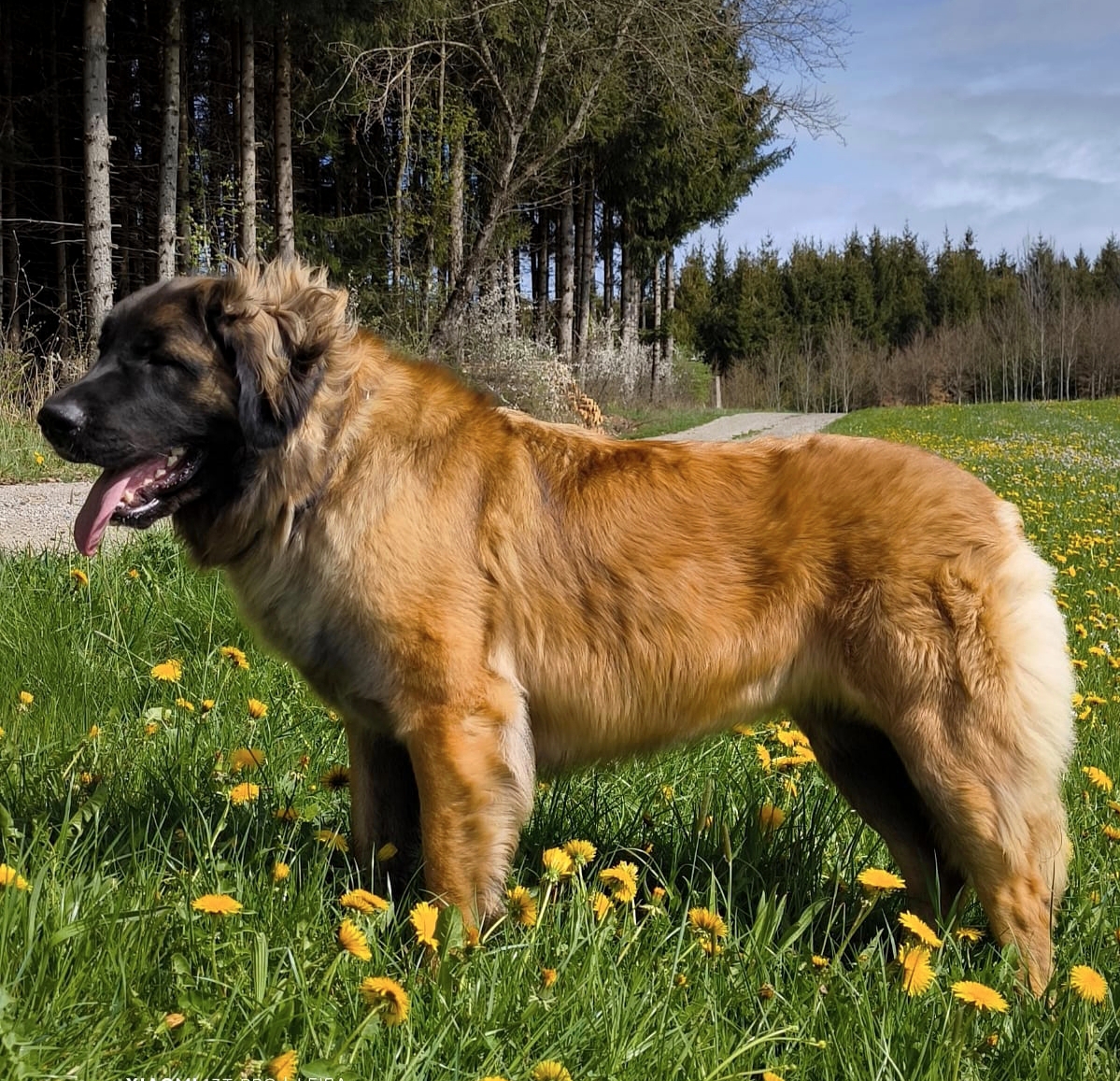 Balina Amelie Leo vom Marker Feld