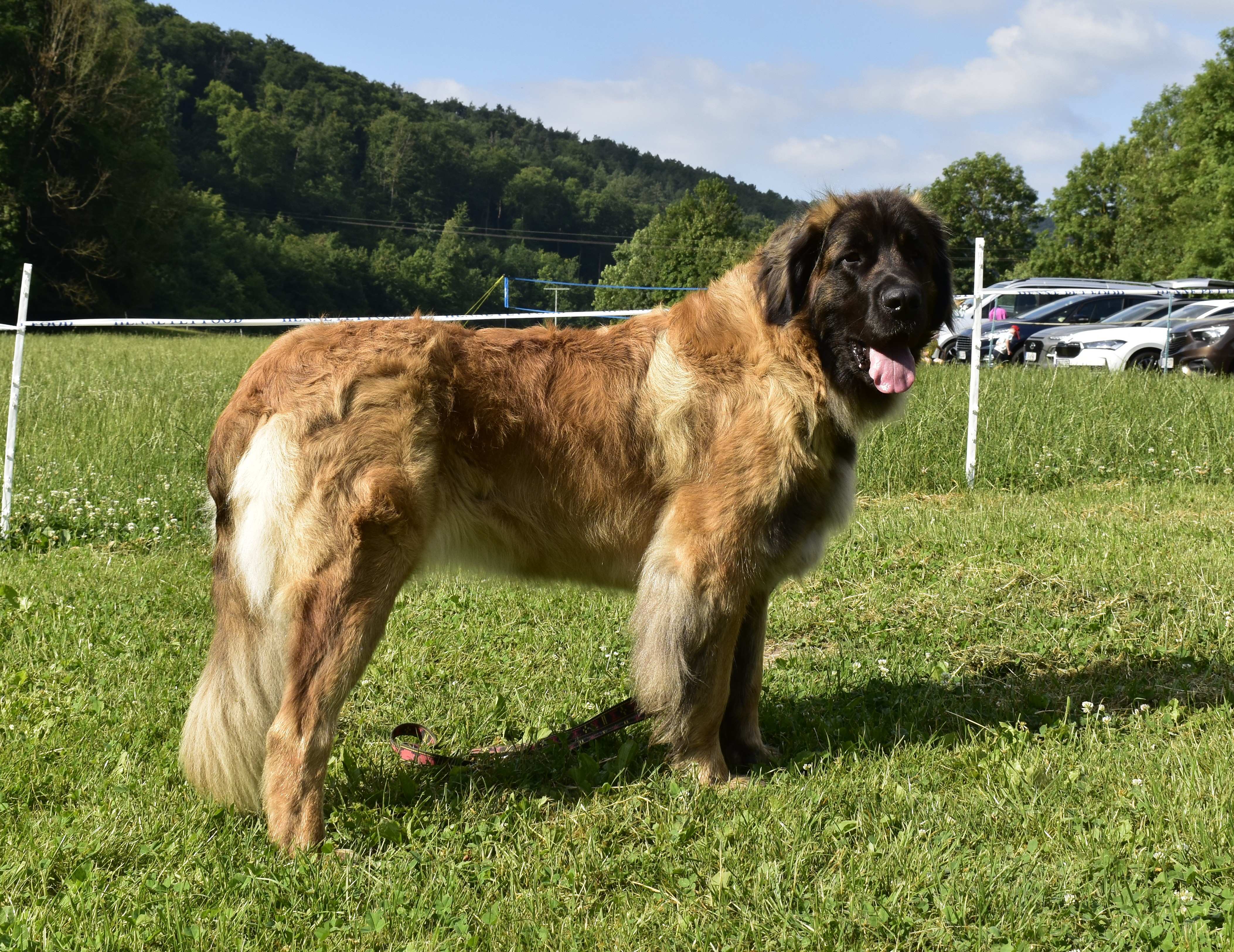 Tascha vom Nonnenwald