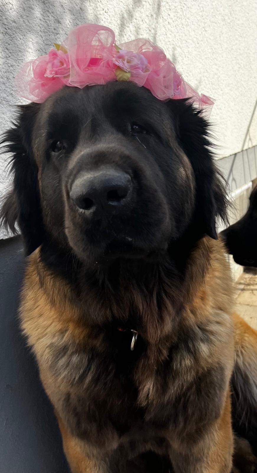 Cosima vom Lonetal 1