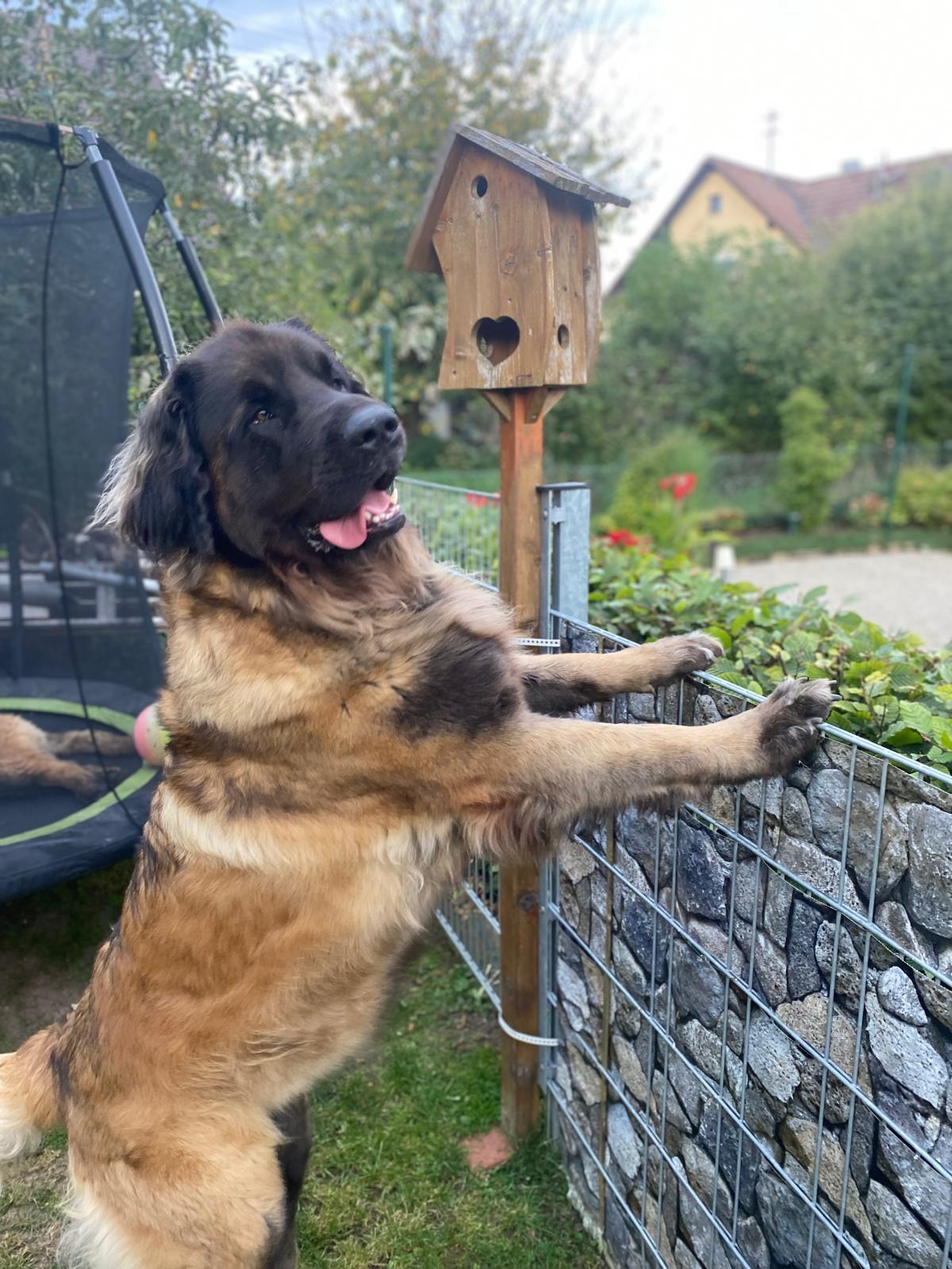 Cosima vom Lonetal 4